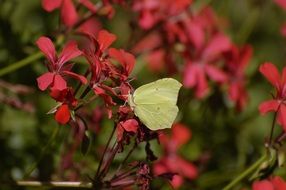 yellow butterfly on red flowers