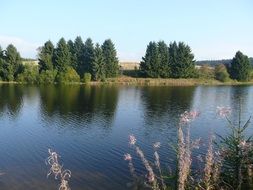 summer landscape with spruces at water