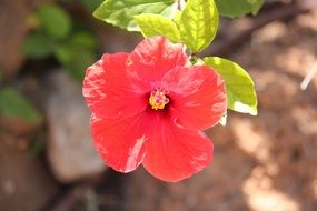 wondrous red mediterranean flower