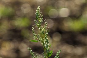 green inflorescence of weed at blur background