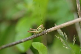 stunning grasshopper green insect
