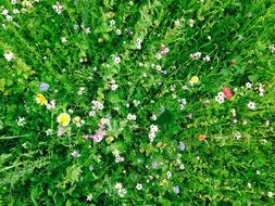 meadow of flowers green landscape