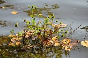 dry and green plants in water