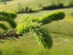 green branch of a coniferous tree close-up