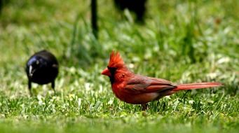 wondrous bird cardinal