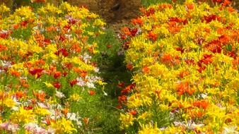 colorful flower beds