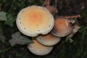 Yellow agaric mushrooms at autumn