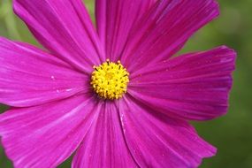 ornamental purple mallow flower