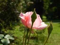 pink rose plant in a park