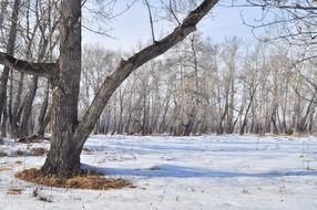 spring snow in the forest