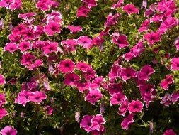 colorful purple flowers on the bush