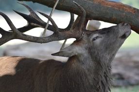 winning deer in the forest