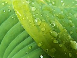 leaves of hosta in water drops close-up