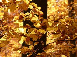 Beech trees in autumn close-up