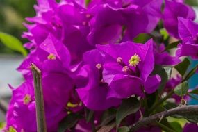 purple flower on a branch close up