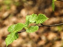 natural young birch leaves on a branch