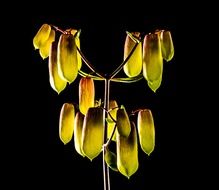 Yellow kalanchoe blossoms