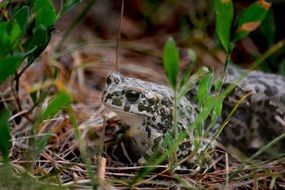 frog with black eyes in grass