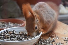 squirrel eats food from the plate