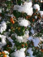 snow on green plants close up