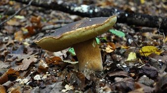 porcini mushroom in the autumn forest