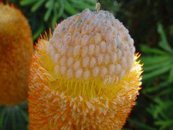 banksia blossom close up