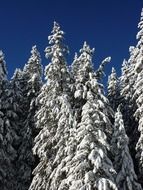 coniferous forest in the snow
