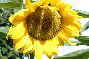 Sunflower in the glare of light