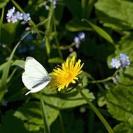 Beautiful white butterfly on a beautiful yellow dandelion dandelion flower near other colorful flowers