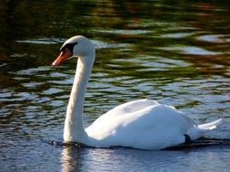 white swan swims in a pond