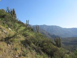 green cactus in highlands