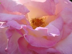 pink petals of a beautiful flower