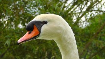 white swan with a red beak on a background of green bushes