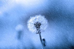 dandelion flower in the rain drops