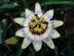 passion flower in the garden
