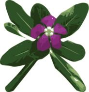 purple periwinkle with green leaves
