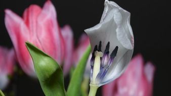 delicate garden tulips closeup