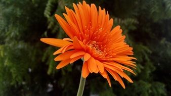 wonderful orange gerbera
