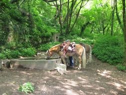 horse feeder in the forest