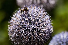 insect on a spherical flowering plant