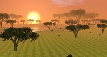 trees on the field of Africa