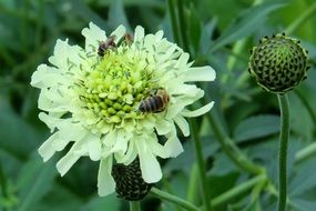 Cephalaria gigantea, shed head flower