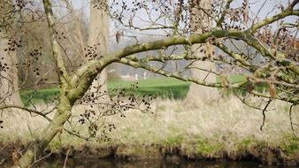 Landscape of Road trees