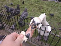 man feeds white swan