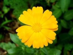 cute yellow flower