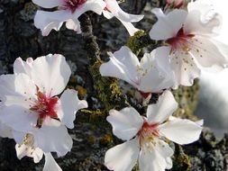 white flowering branch on almond tree in spring