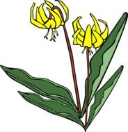 drawing of a blooming yellow flower