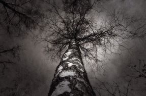 bottom view of a tree in black-white background