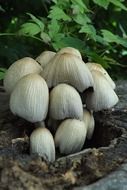 bush of white mushrooms on the ground