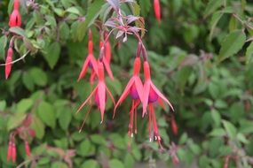 Pink fuchsia flowers on branches